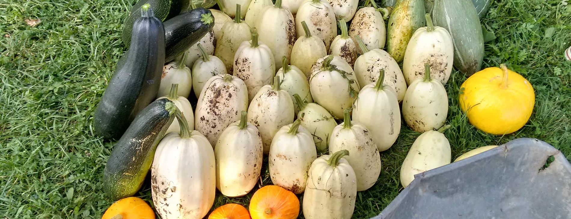 Harvest of different types of squashes