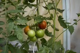 Red tomatoes hanging on a bush