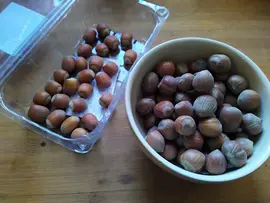 Photo of hazelnut varieties from Germany
