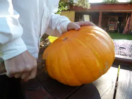 Cutting a huge pumpkin