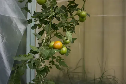 bunsh of green and orange tomatoes on plant
