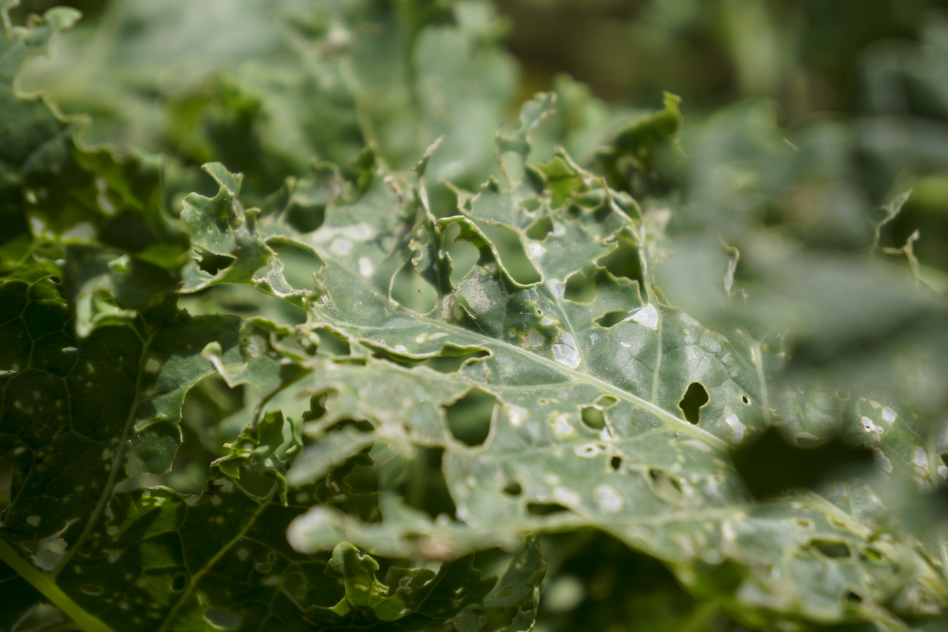 Getting Rid of Cabbage Moth from Your Cruciferae Beyond Buckthorns