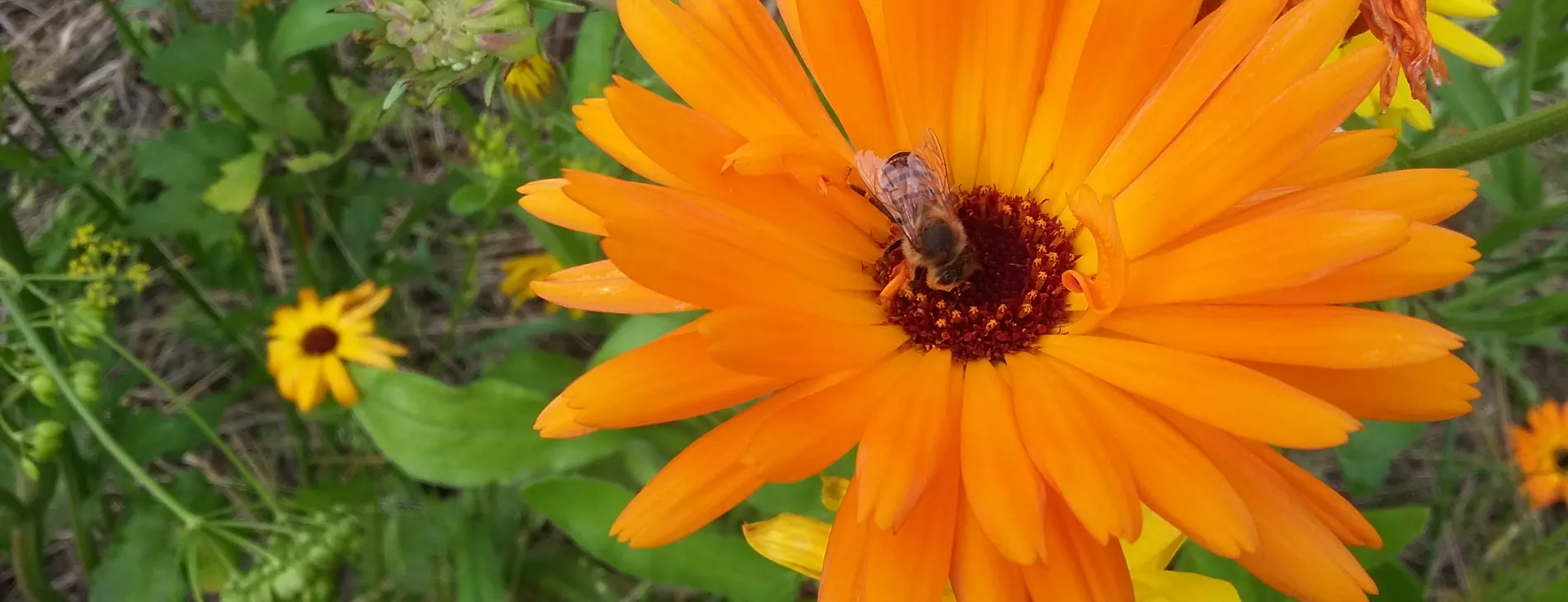 Bee on a calendula flower