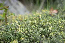 Beyond Buckthorns decorative image of thyme