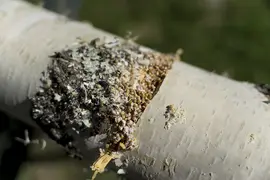 Birch log with diagonal slit cut and mycelium grain substrate