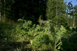 Permaculture design certificate course at Beyond Buckthorns in 2022