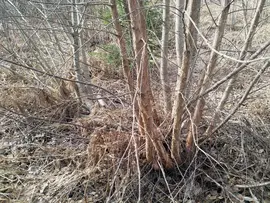 Beyond Buckthorns wood resilience coppicing