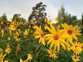 Lumia’s personal Digital Permaculture design - decorative image of jerusalem artichoke flowers