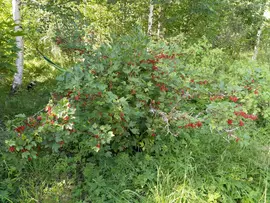 Food forest at Beyond Buckthorns - red currants