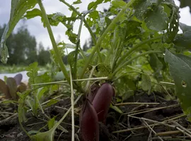 Huge radishes
