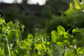 Green peas growing