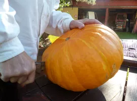 Cutting a huge pumpkin