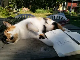 Miss Sophie