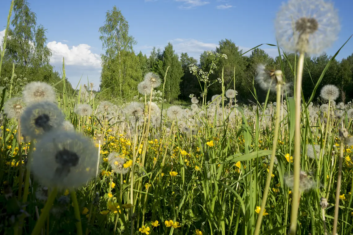 Permaculture design course at BeyondBuckthorns