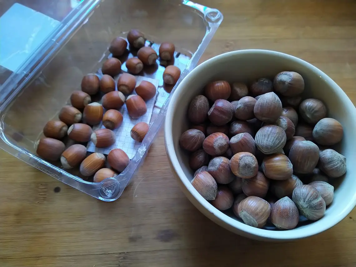 Photo of hazelnut varieties for Germany