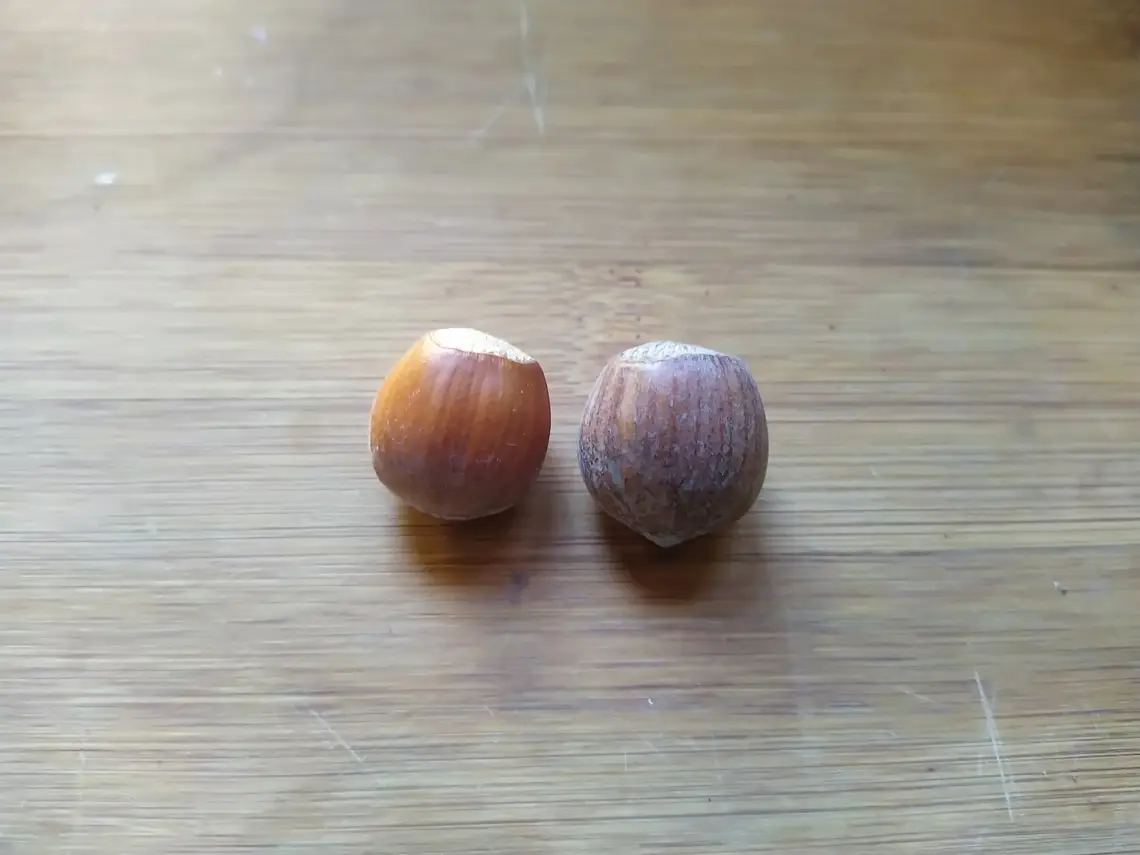 Two Hazelnuts on the a table