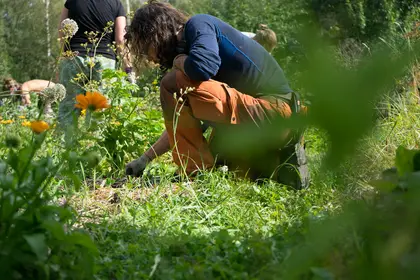 Weeding the garden - Permablitz at Beyond Buckthorns