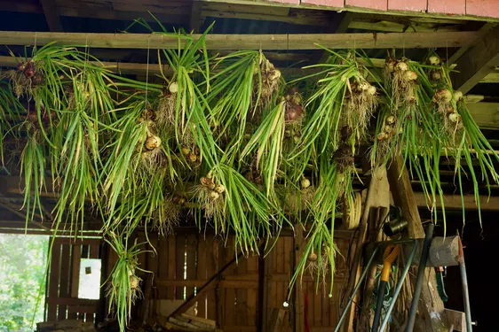 Hanged onions for drying - photo by Gergő Szász