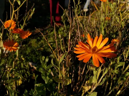 Peek into Permaculture course in Helsinki