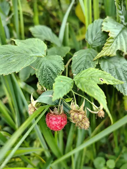 Beyond Buckthorns July 2026