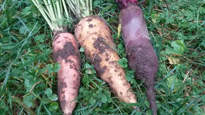 Huge root vegetables