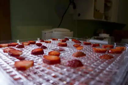 Drying strawberries