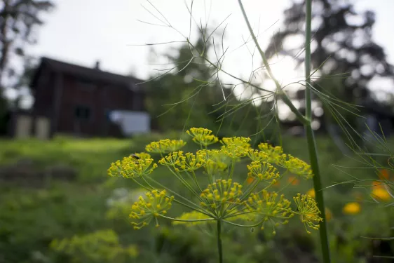 Dill is blooming in the garden