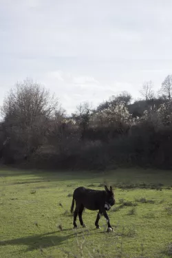 Donkey in the field at Gorno Draglishte
