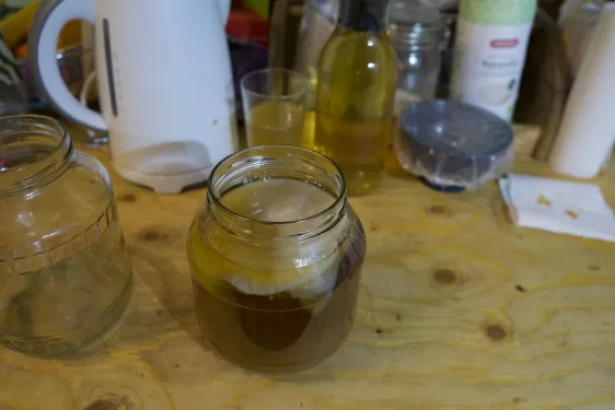 08 - scoby inside the jar