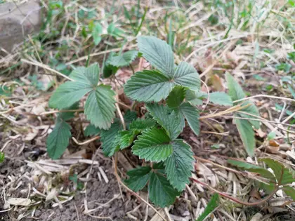 The strawberries survived the winter well