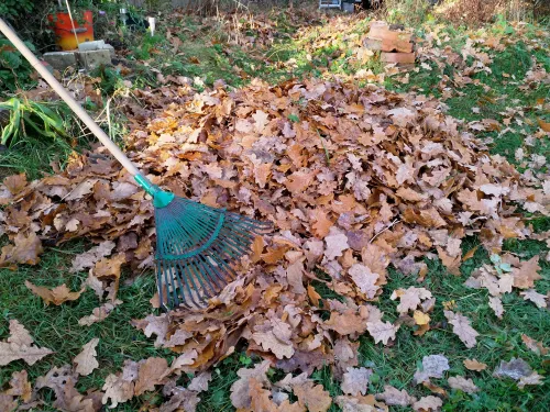 I only rake leaves when I need them for mulch in the garden