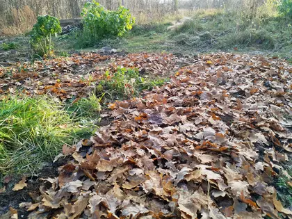 If you don't mulch, leave the leaves!