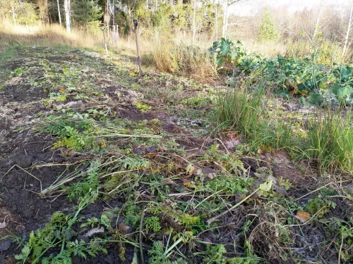 Almost all beds are mulched for winter with harvest remnants