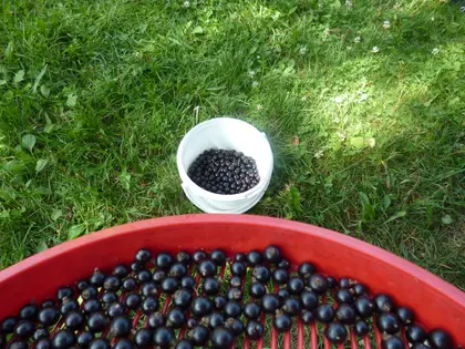 Cleaning black currants