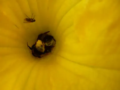 Three bumblebees in one flower