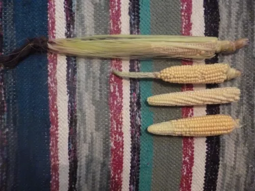 Funky corn