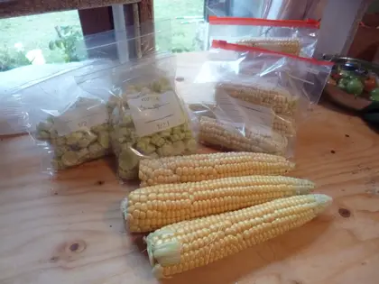 Corn for the freezer