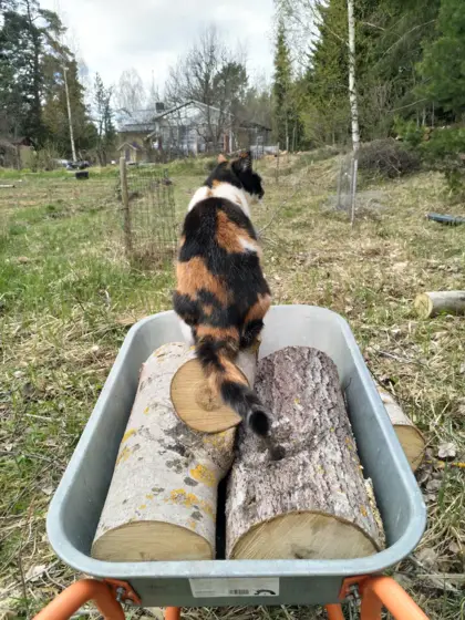 Helping with firewood