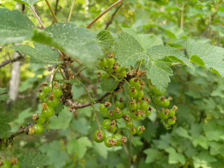 Red currants still green