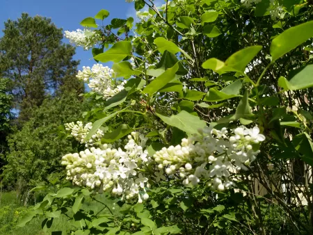 Lilacs in the garden