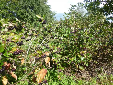 Berry aronia shrubs