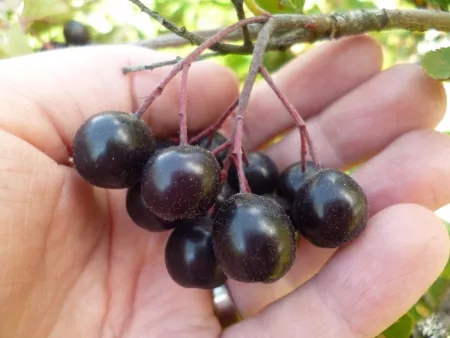 Aronia mitschurinii berries
