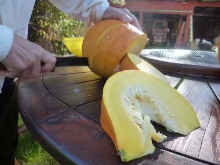Cutting pumpkin wedges