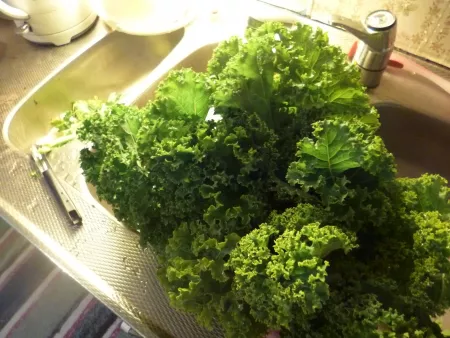 Kale in the sink