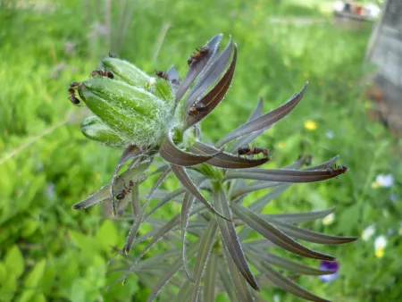 Ants on a lily plant