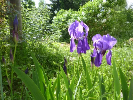 First blooms in June