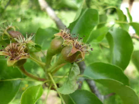 Tiny pears in June in Finland