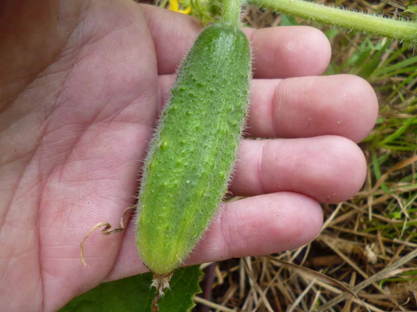 Bigger cucumber