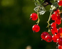 Detail photograph of a red currant by Dominik Jais