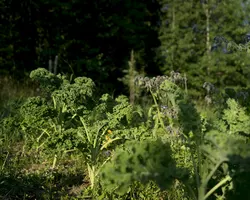 Permaculture design certificate course at Beyond Buckthorns in 2022